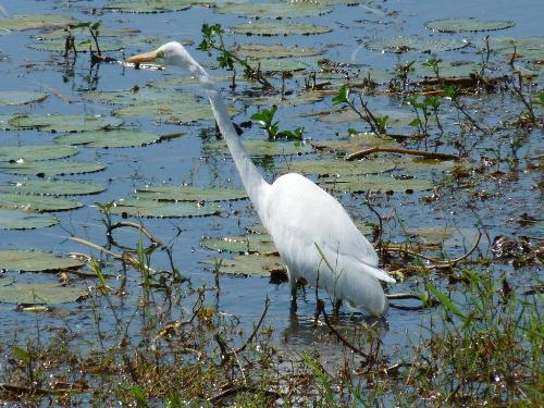 Egret am Fogg Dam